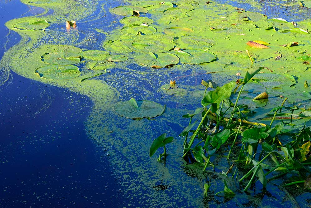 Pond covered in algae