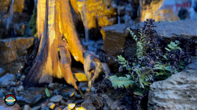 Close-up of fern on rocky waterfall surface.