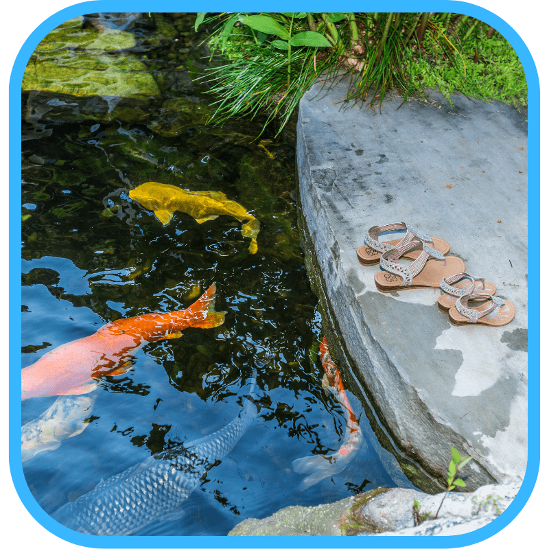 Interaction stone with koi