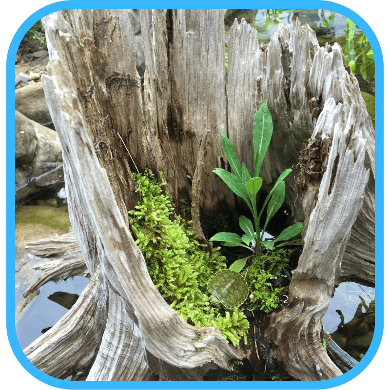 Driftwood detail with turtle