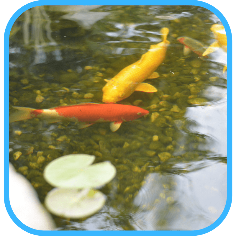 Koi fish in ecosystem pond