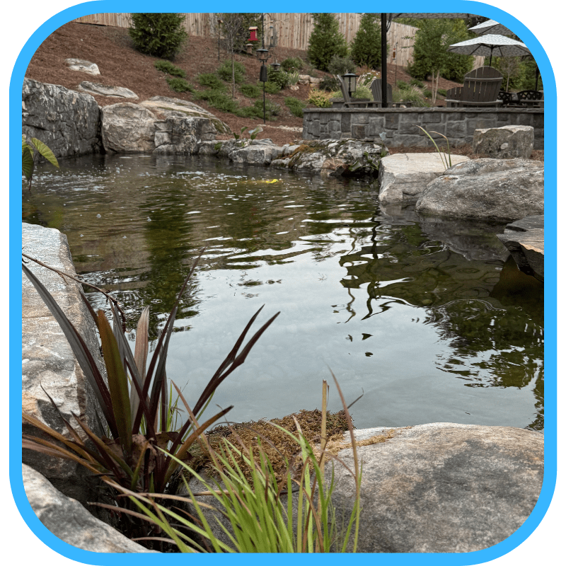Green pond water during cycling phase