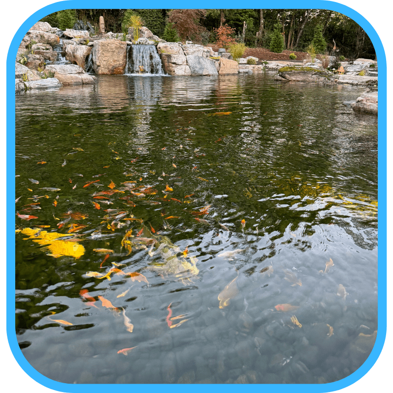 Koi fish in ecosystem pond