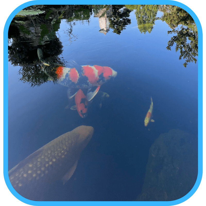 Koi in Japan mud ponds