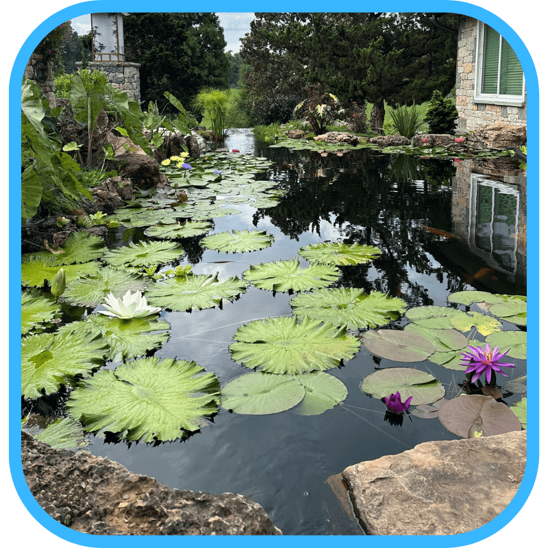 Lily pads and aquatic plants in ecosystem pond