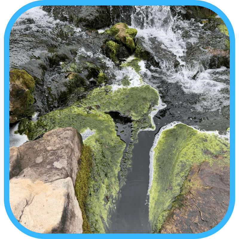 Aquatic plants balancing ecosystem pond