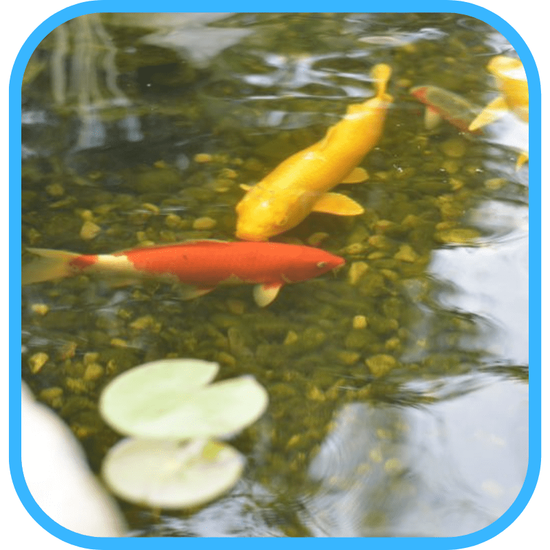 Koi fish foraging near gravel bottom