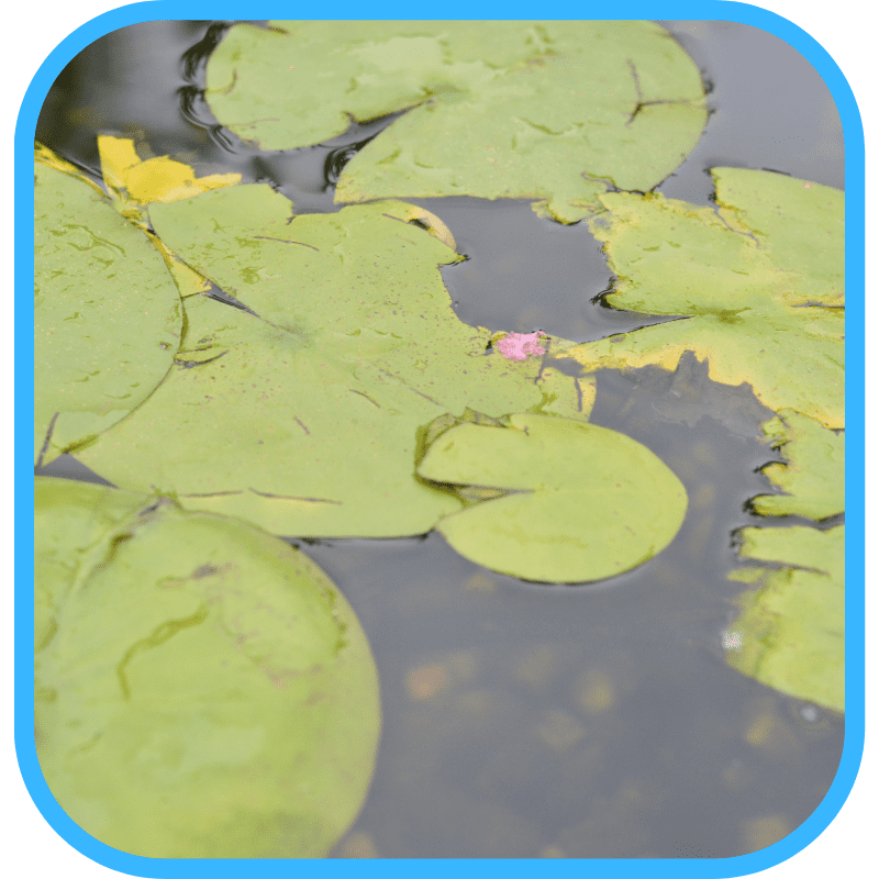 Lily pads and floating aquatic plants