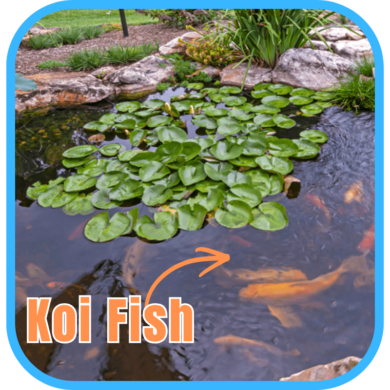 Koi fish in ecosystem pond