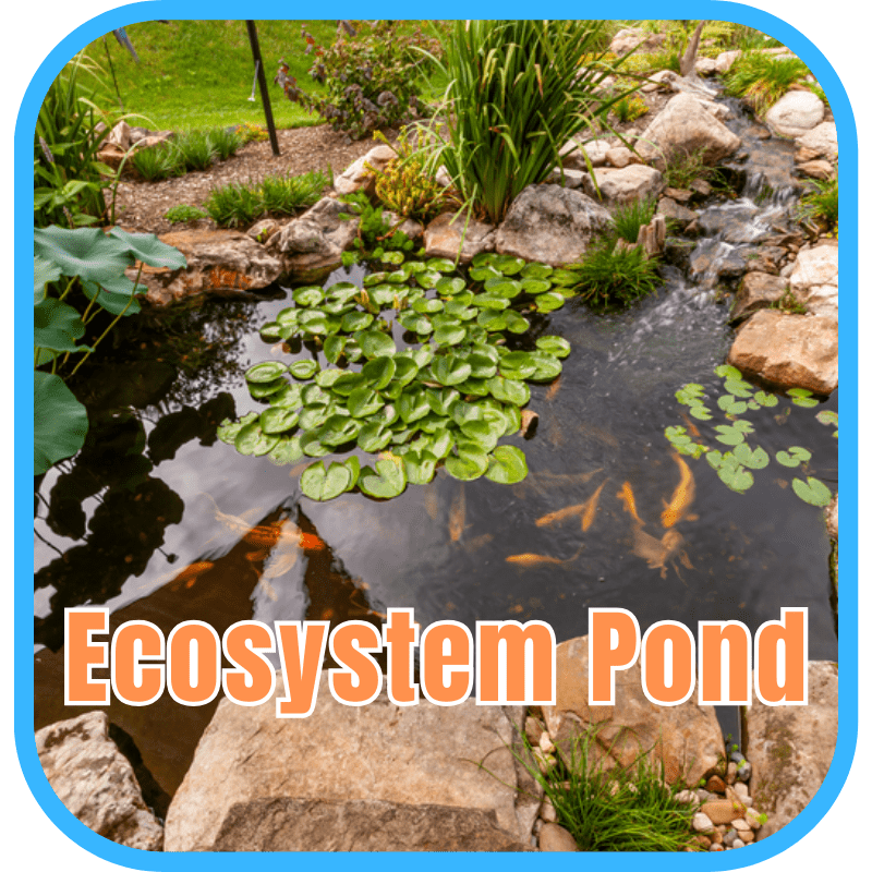 Ecosystem pond with aquatic plants and koi