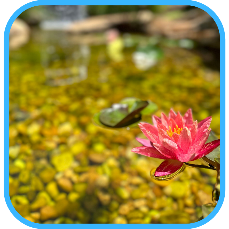 Ecosystem pond maintenance - water lily and pink flower