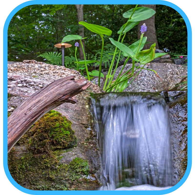 Aquatic plants filtering pond water