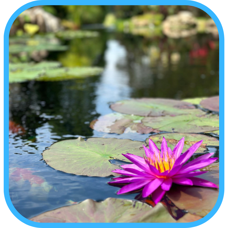 Ecosystem pond with water lily