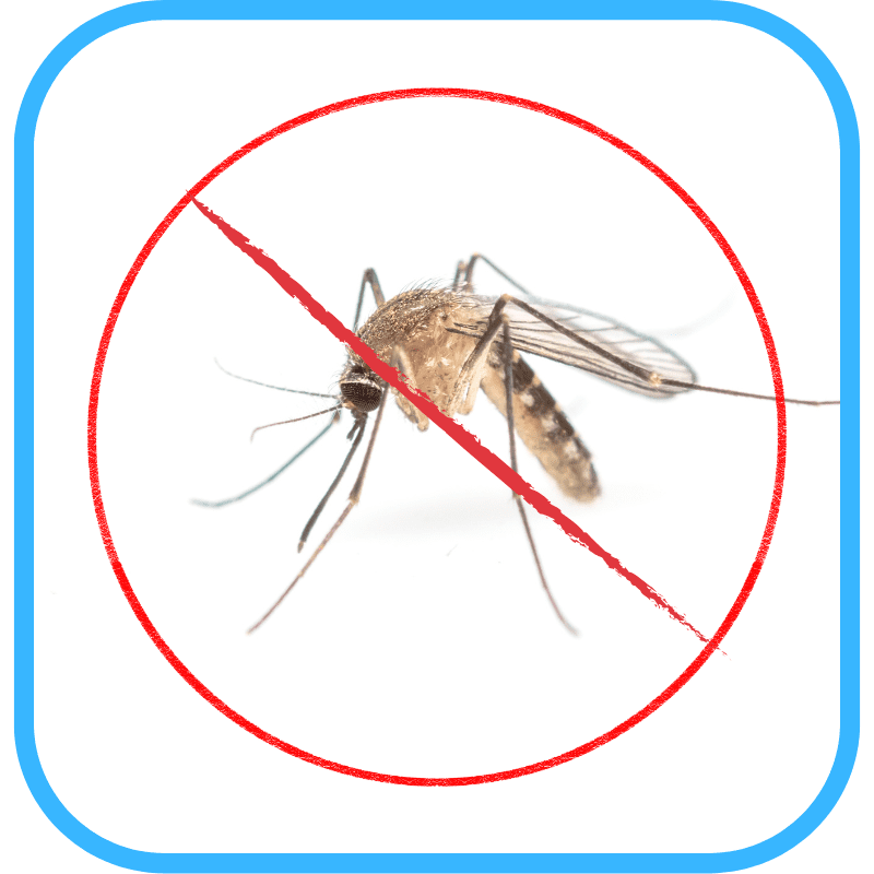 Mosquito — ponds do not breed mosquitoes