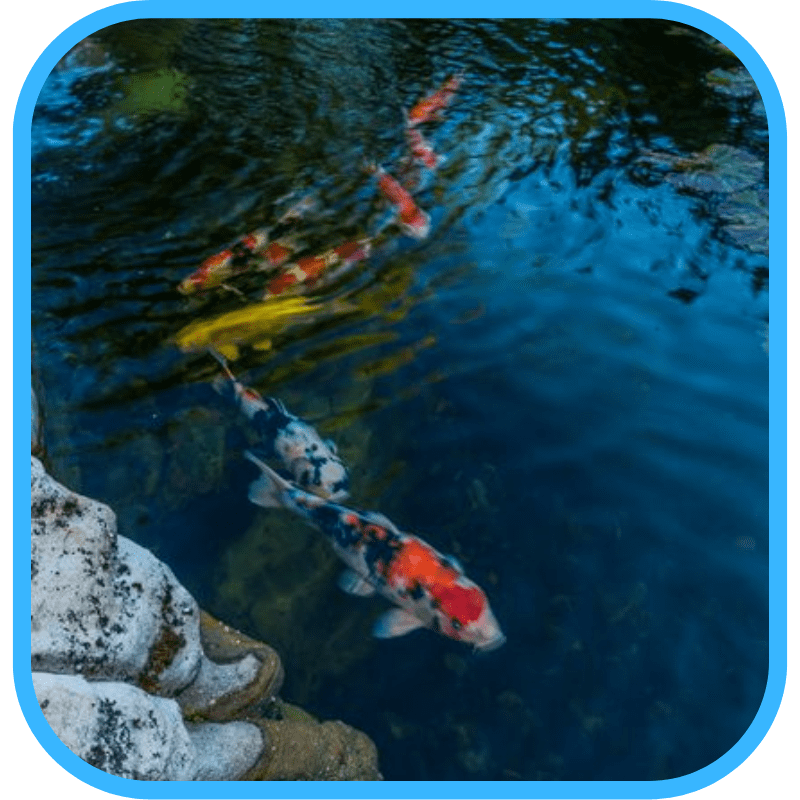 Koi fish in ecosystem pond