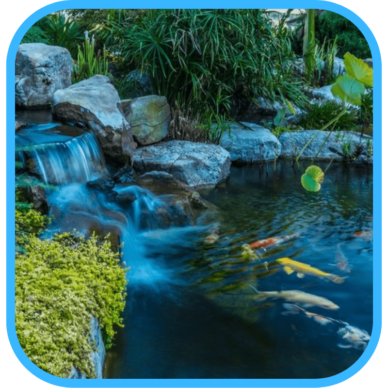 Aquatic plants in ecosystem pond