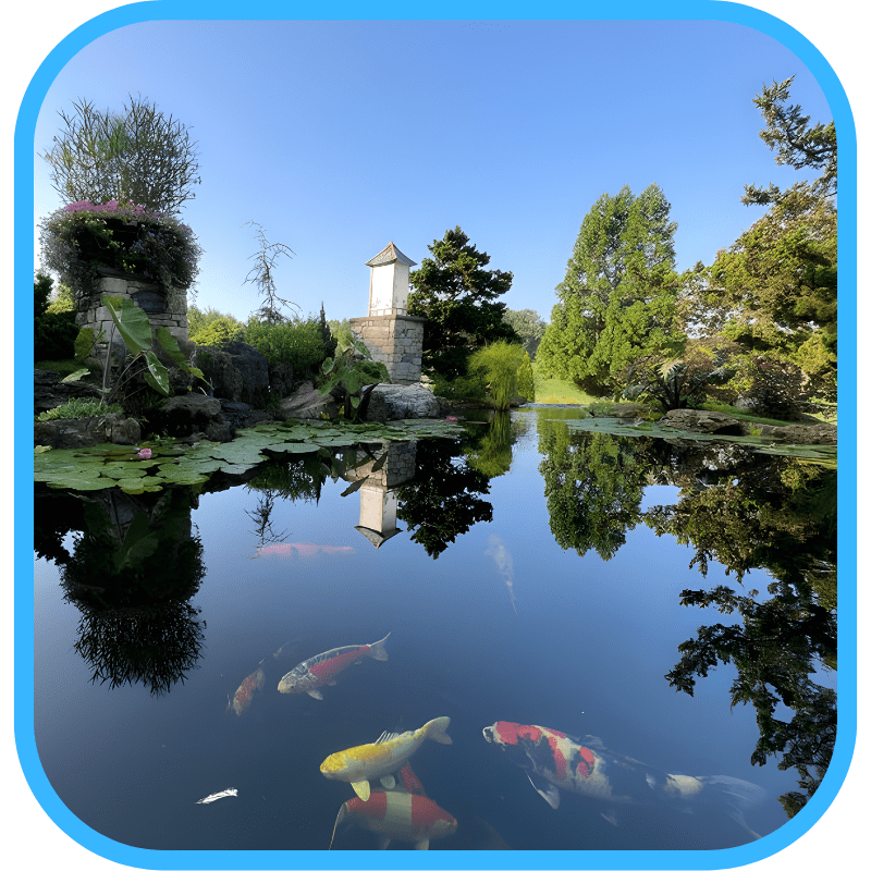 Mature ecosystem pond with koi and water lilies reflecting scenery