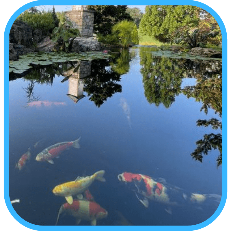 Koi pond with lily pad reflections in winter