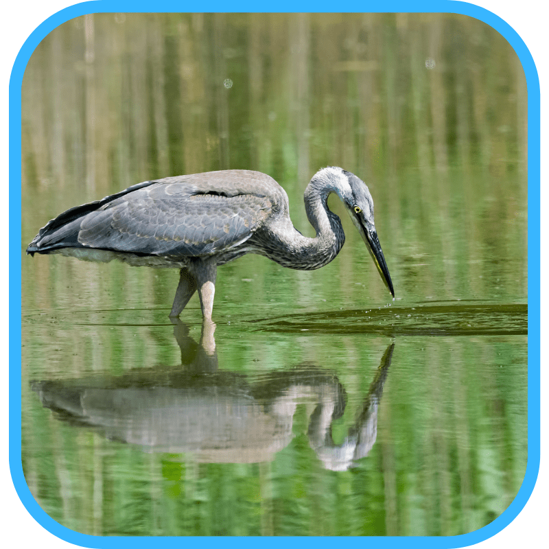 Great Blue Heron standing in shallow water