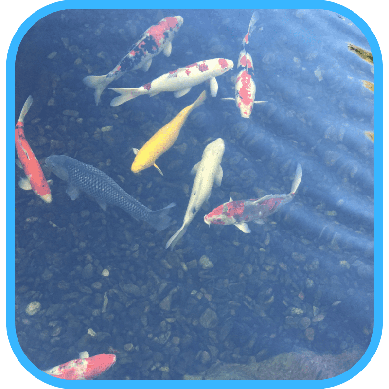 Koi swimming underwater in deep ecosystem pond