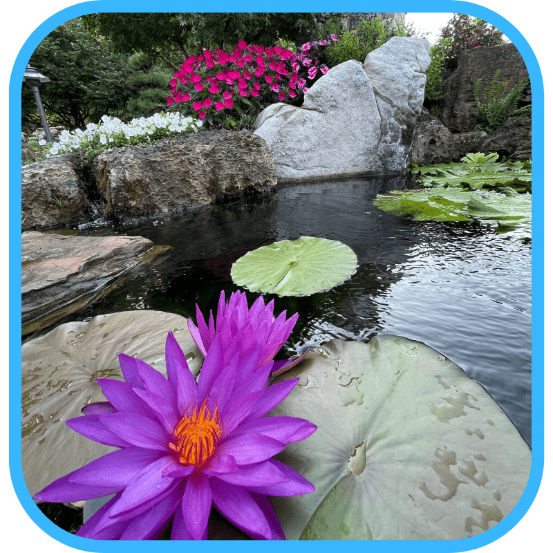 Purple water lily in a two-foot deep ecosystem pond