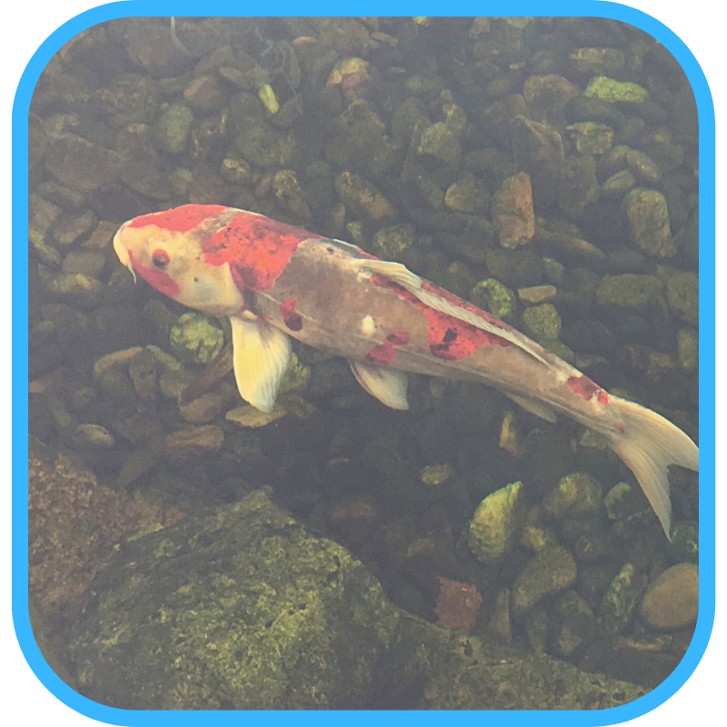 Single koi swimming with fins extended showing healthy posture