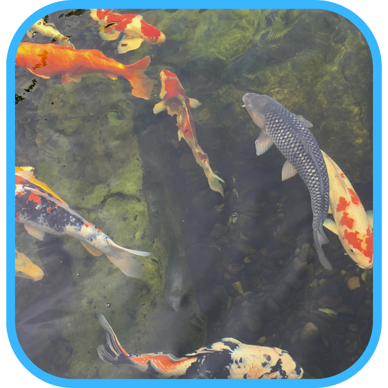 Overhead view of multiple healthy koi swimming in a clear pond