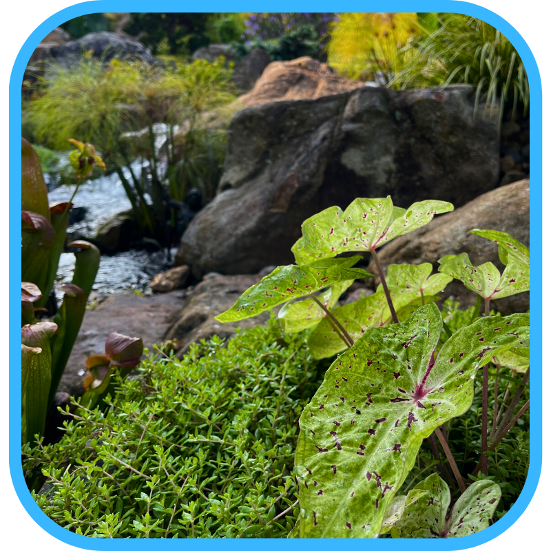 Aquatic plants growing along the edge of an ecosystem pond with stones