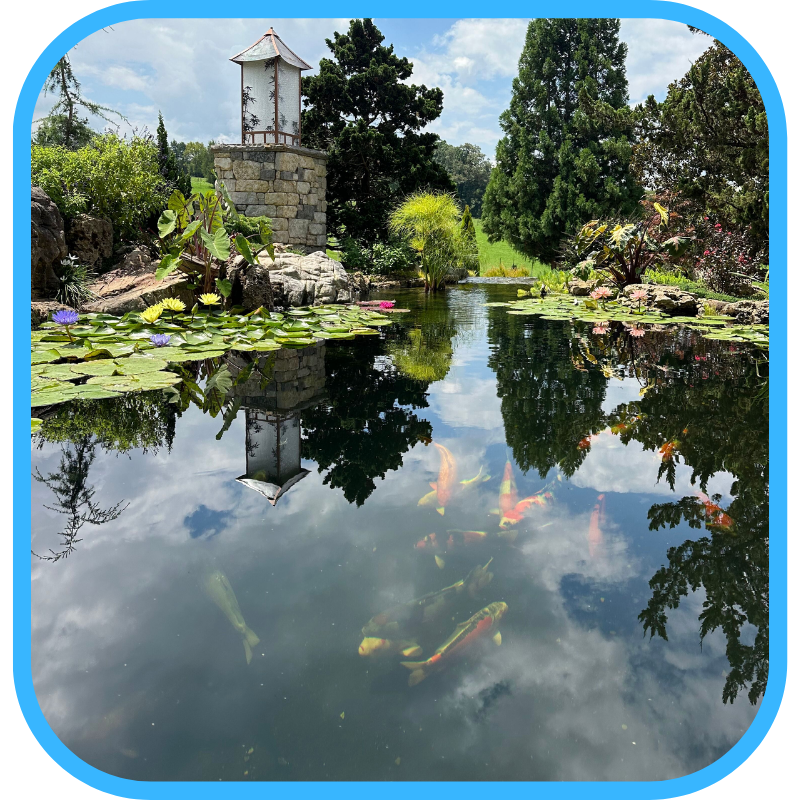 Summer pond with lily pads and koi reflecting sky and clouds