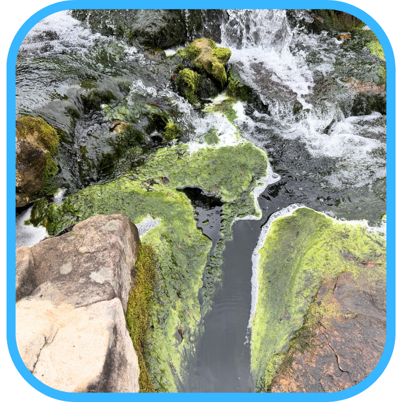 Green algae growing on rocks at the edge of a pond waterfall