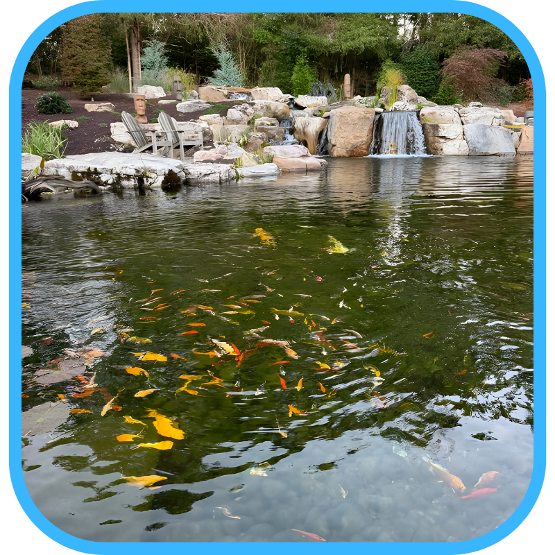 Koi swimming in pond with waterfall in background