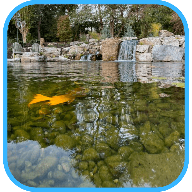 Koi in clear, well-maintained pond water