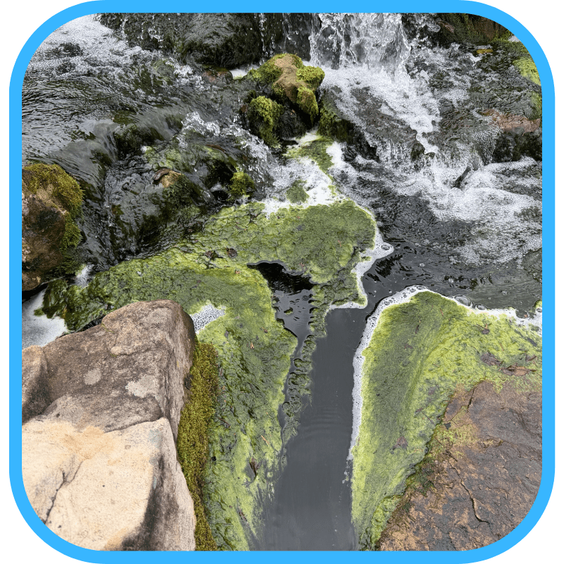 Algae growing on waterfall rocks — a sign of nutrient imbalance