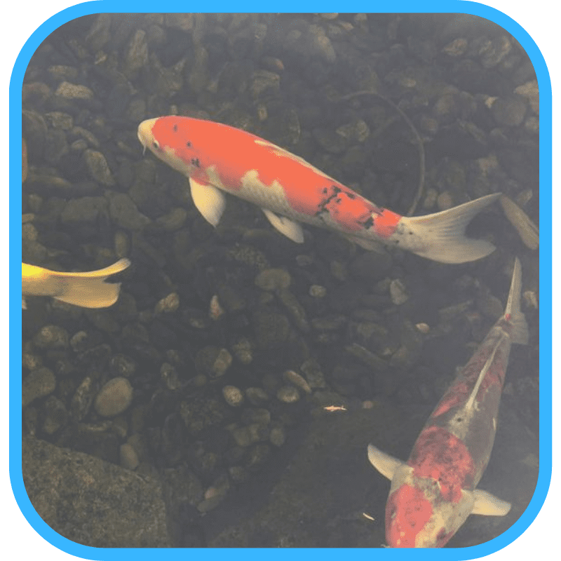 Koi swimming in a healthy, well-maintained pond