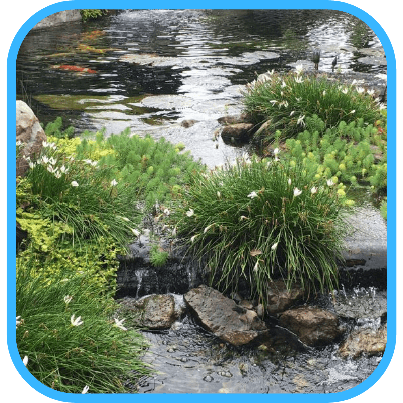Overgrown aquatic plants around a pond