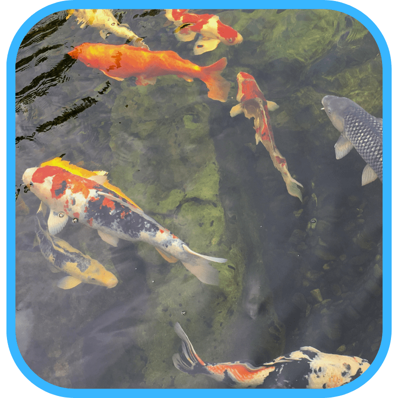 Koi and goldfish swimming together in an ecosystem pond
