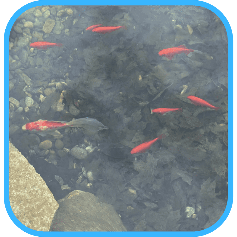Goldfish swimming in an ecosystem pond