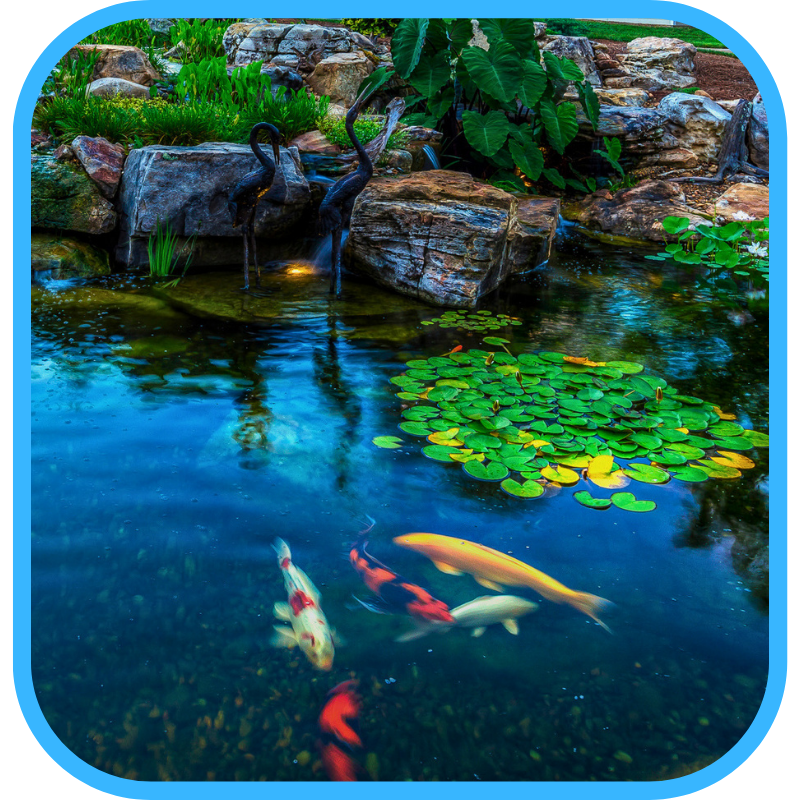 Koi and goldfish in a balanced ecosystem pond
